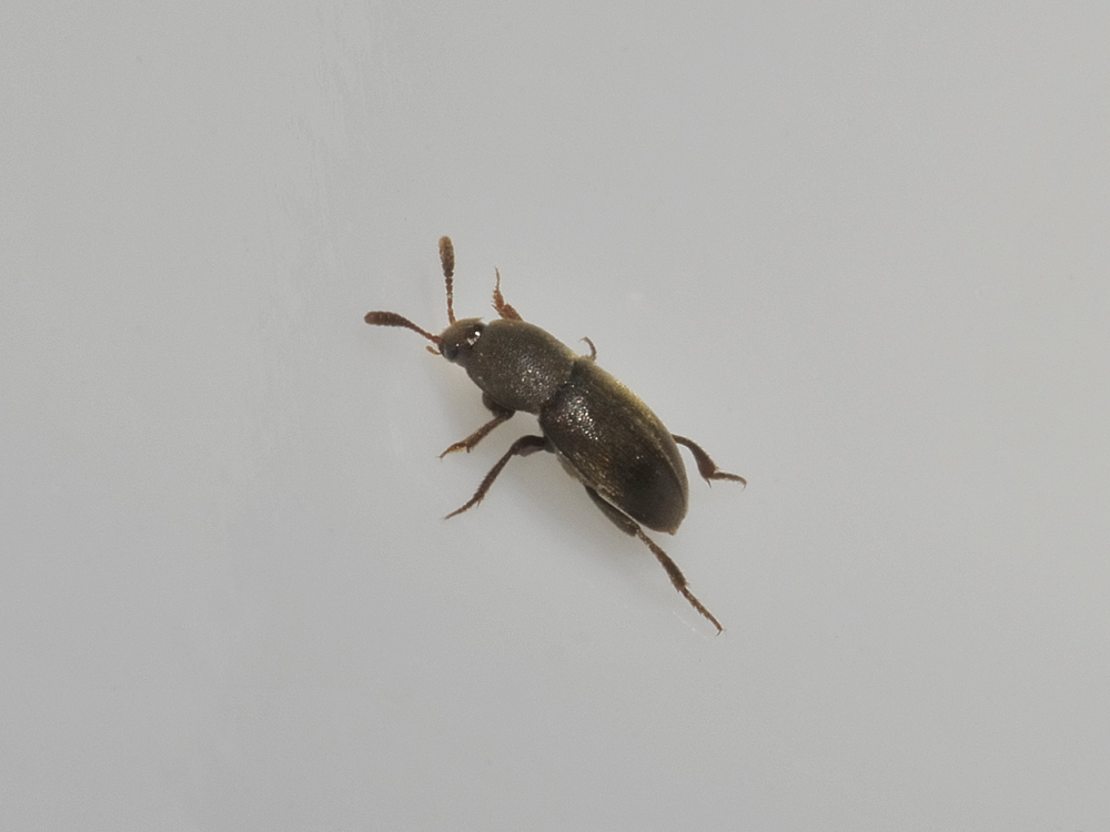Leiodidae: Colon sp.